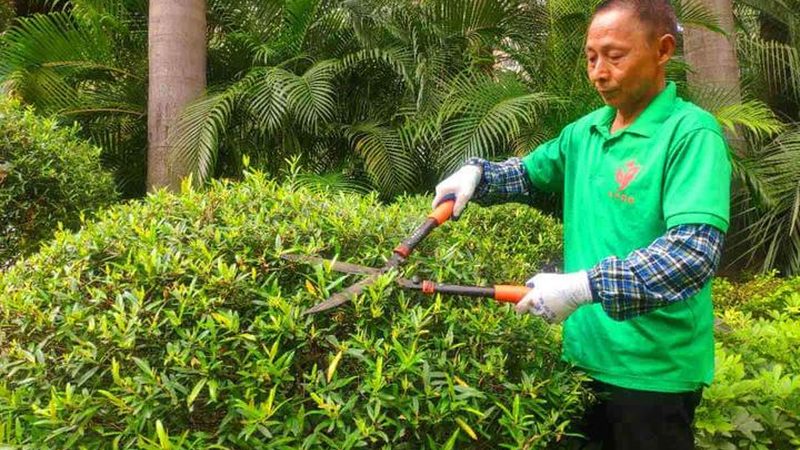 小区绿化修剪流程视频