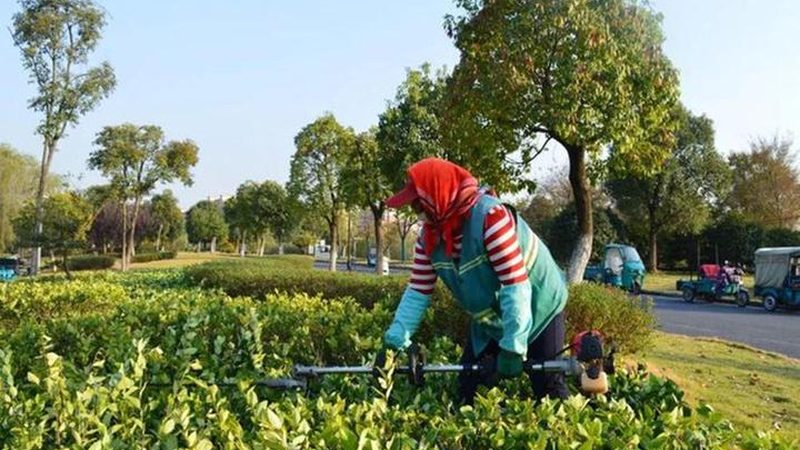 厂区绿化工程报价清单：如何科学评估与选择**